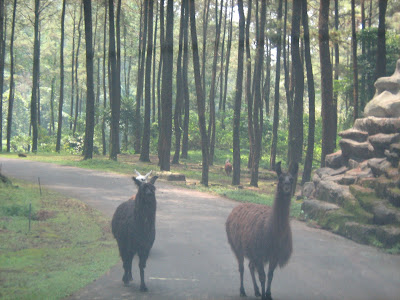 Taman Safari @ Malang, Jatim. | JAF Picture
