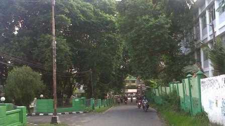 Pentingnya Menanam Pohon di Perkotaan pohon rindang di jalan.