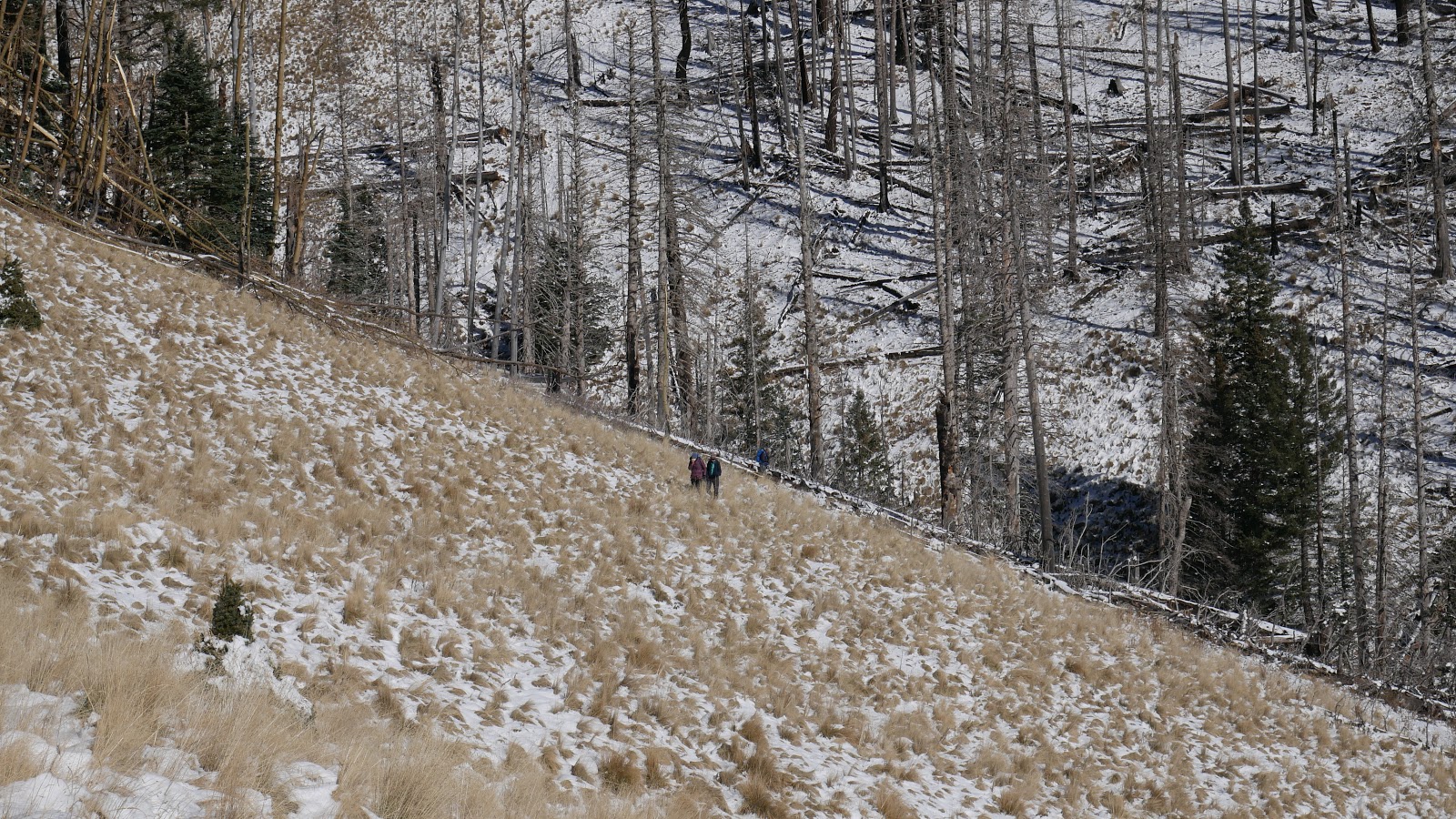 New Mexico Ski Apache Crest Trail