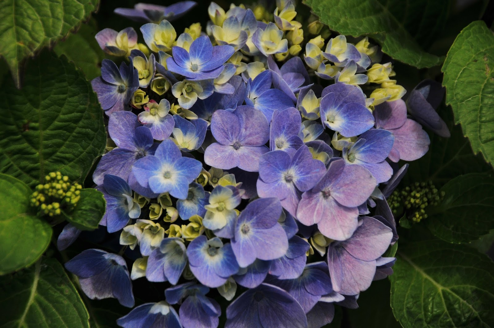 Hydrangea Explosion