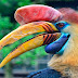 MEIO AMBIENTE / Ameaçada de extinção, ave rara tem cabeça mais valiosa que marfim