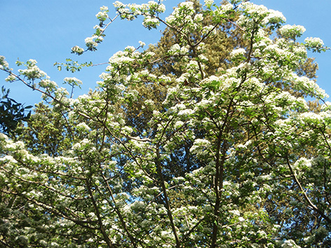 Espino albar, espino blanco o majuelo (Crataegus oxyacantha o monogyna): pon un espino en tu jardín