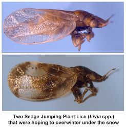 bug psyllids lice jumping garden australia sunday plant