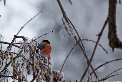 Mugurar-Pyrrhula pyrrhula-Eurasian Bullfinch-Gimpel-Camachuelo común