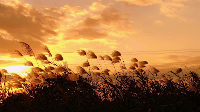 Wallpaper Theme Wild Grass at Sunset 1366x768