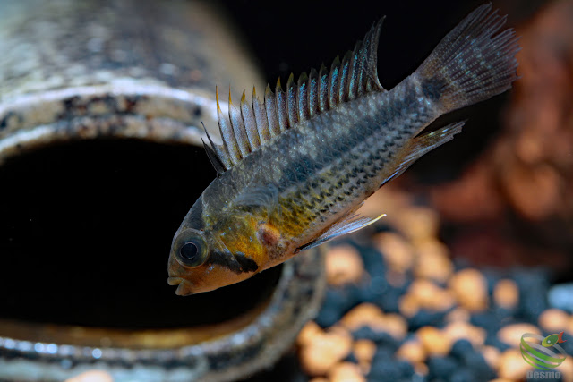 Apistogramma Juruensis / Rio Jurua