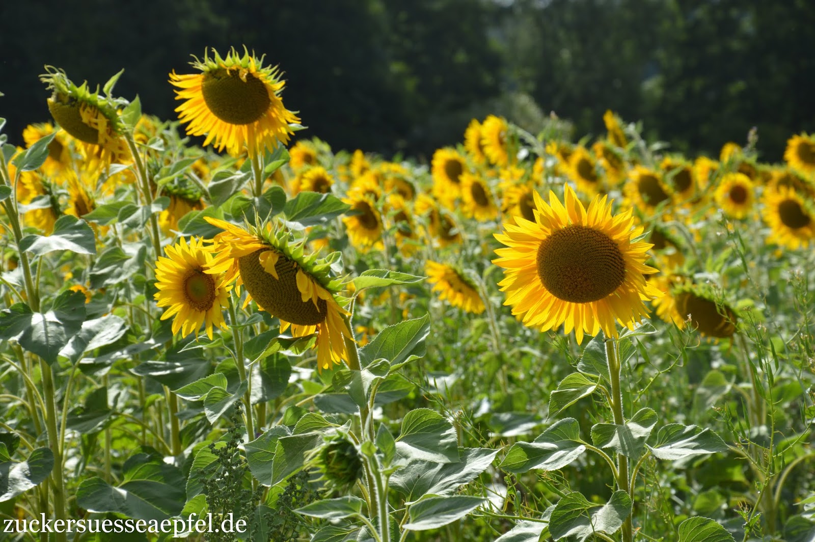 So Bleiben Sonnenblumen In Der Vase Langer Frisch Zuckersusse