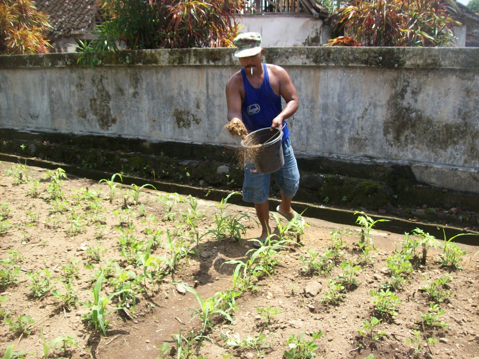 Benefits of Cow Manure For Plant Growth healthy t1ps