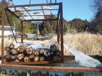 しいたけ　浸水