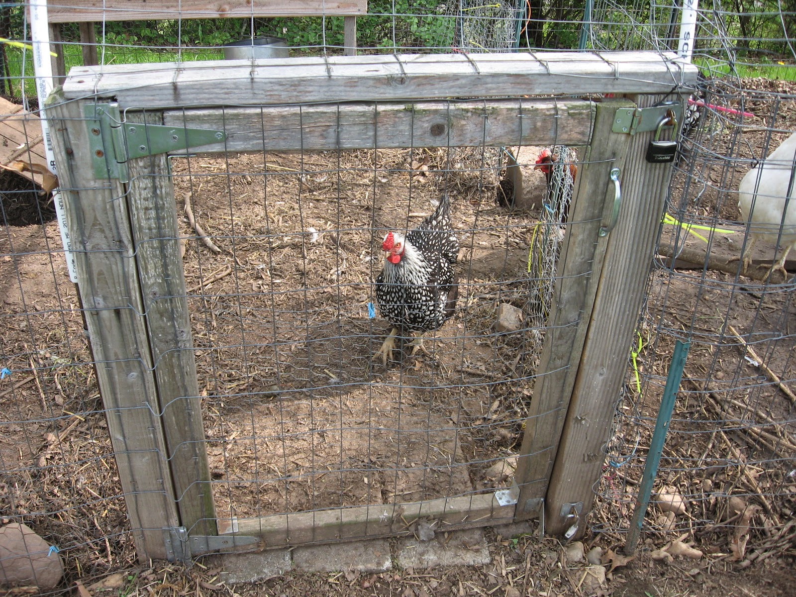 please help...need to build chicken run fast and cheap! (chickens forum