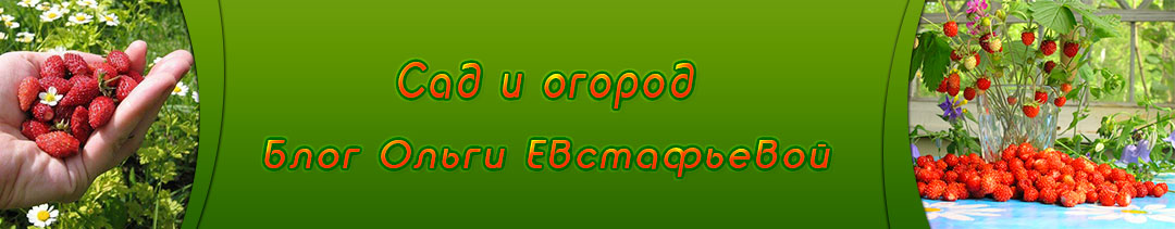 Сад и огород. Блог Ольги Евстафьевой