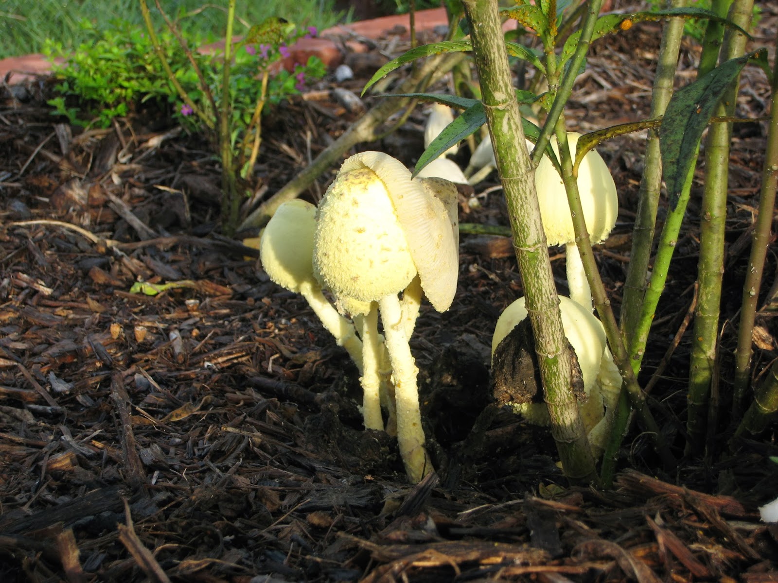 Ruminations: Yellow mushrooms