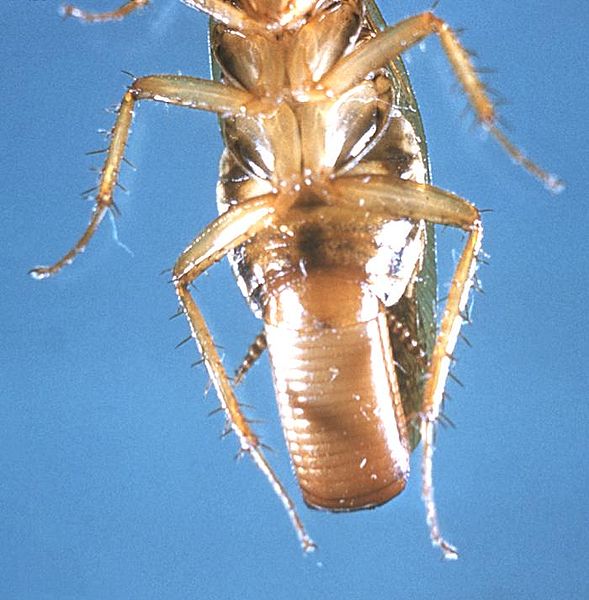El Blog de Biottec Los huevos de la cucaracha. Cómo identificar ootecas El Blog de Biottec Los huevos de la cucaracha. Cómo identificar ootecas