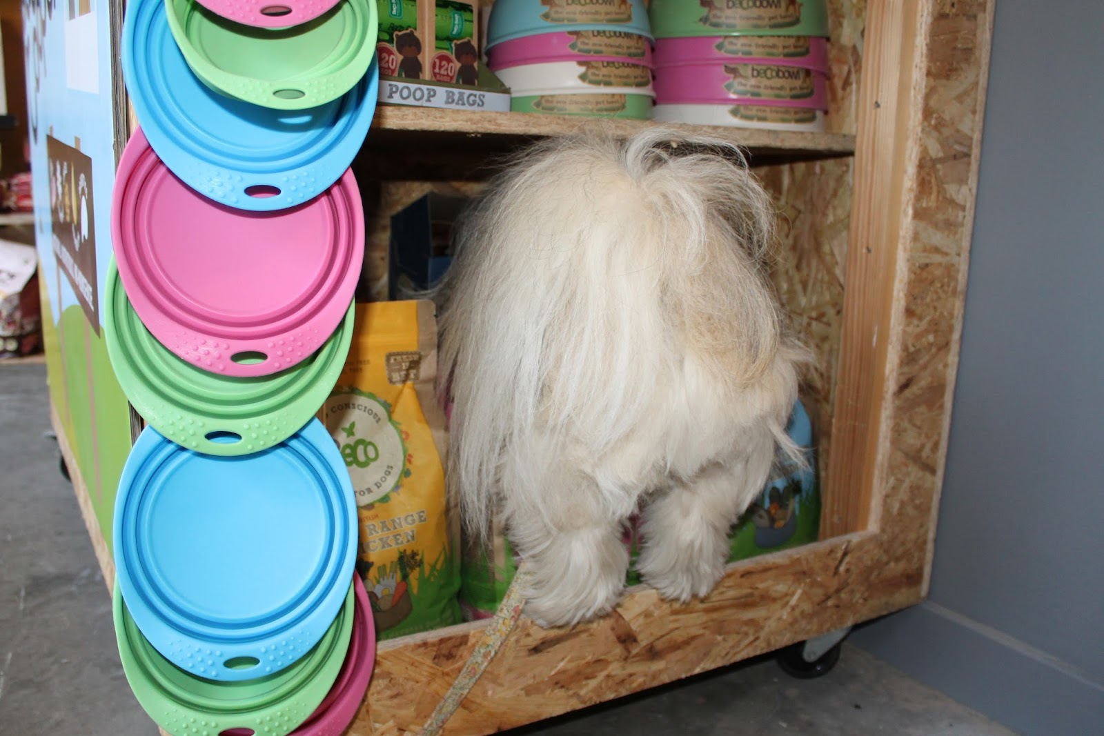 Hounds NewcastleUnderLyme Staffordshire Paws across Britain