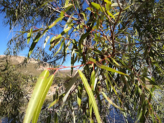 Salix bonplandiana, Sauz Salix bonplandiana, Sauz