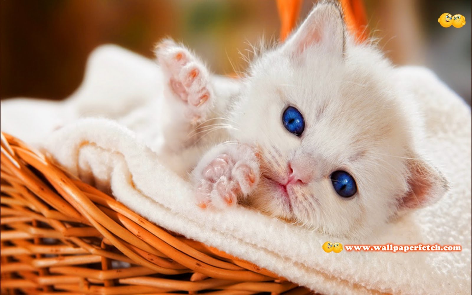 самую милую. самую милую. маленький котенок. самую милую. котята милые и пушистые.