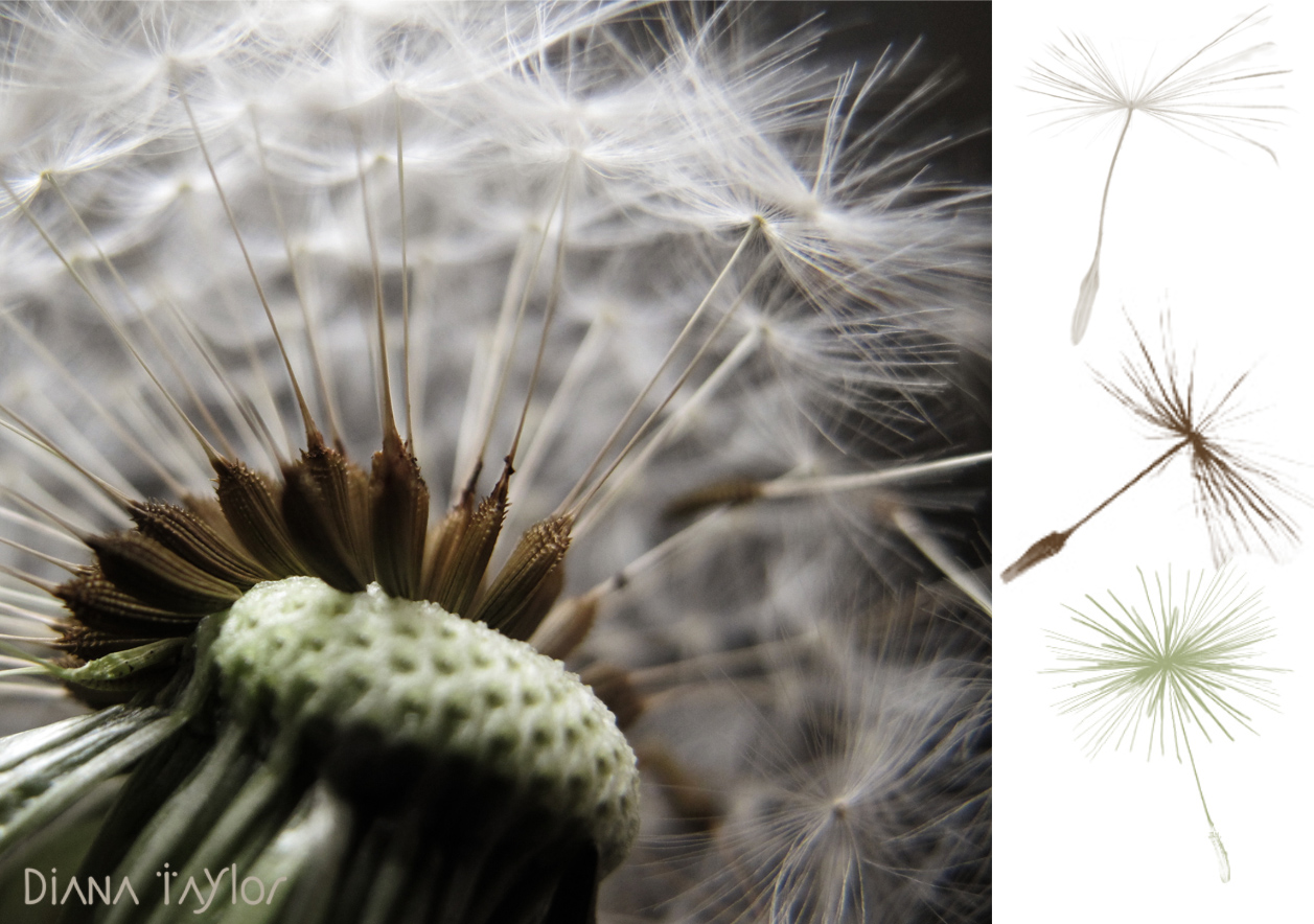 Velvet Moth Studio DANDELION CLOCKS