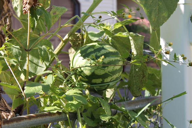 A watermelon growing at the top of the fence