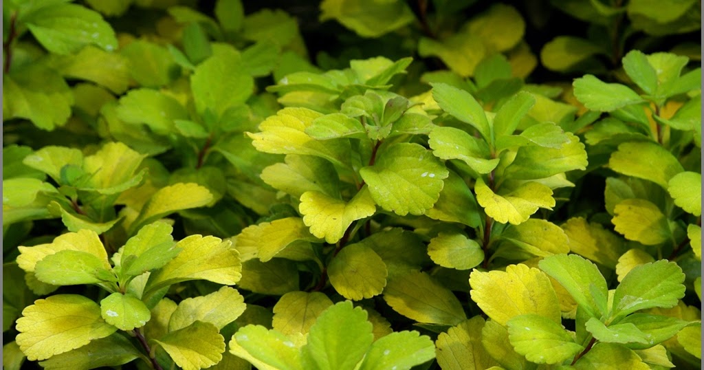Plant Gallery Encyklopedia Roslin Spiraea Species And Varieties