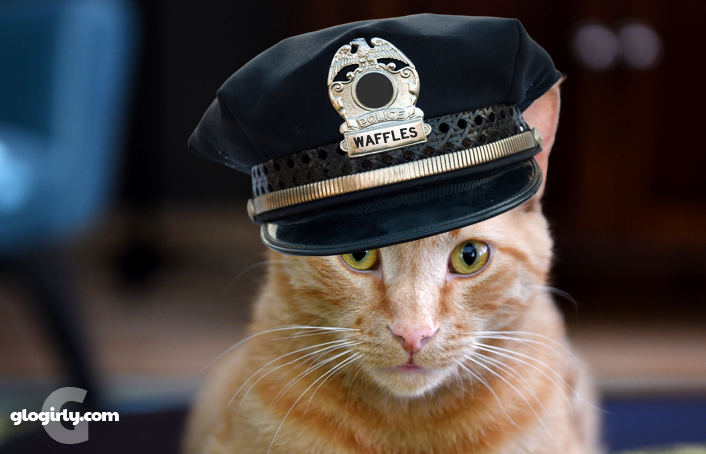 Коп и кот. Кот полицейский. Кот в фуражке полицейского. Кошачья полиция. Котик в форме.
