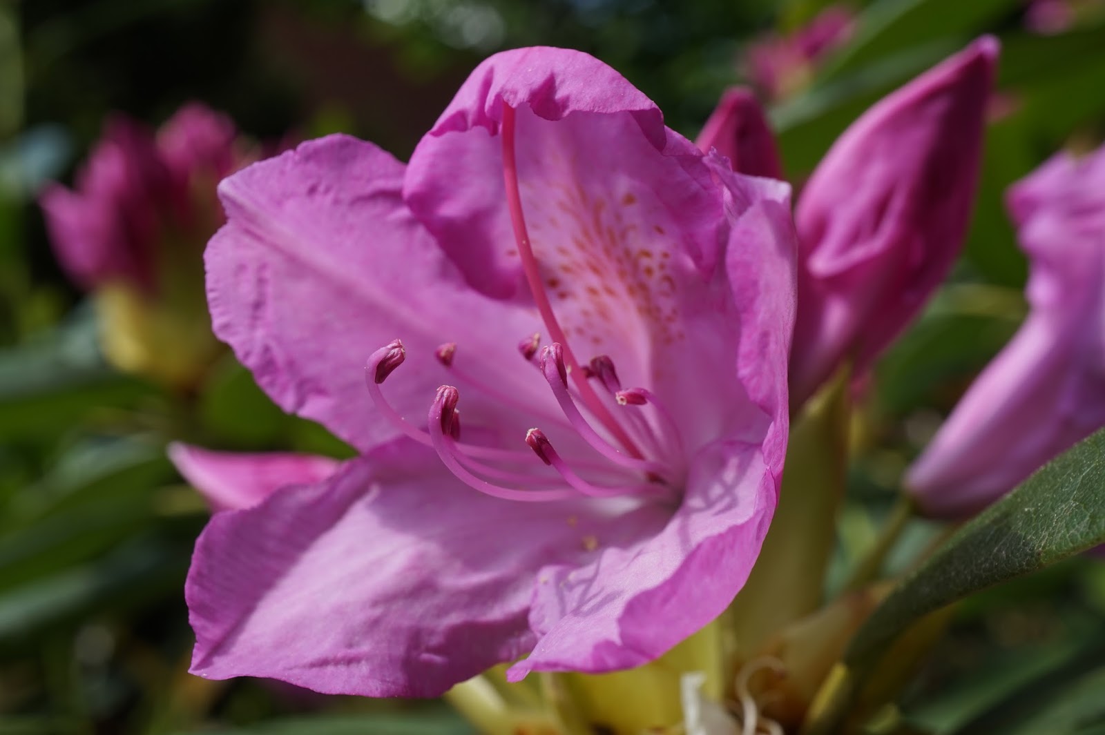 Entschleunigung Im Bezaubernden Maasholm