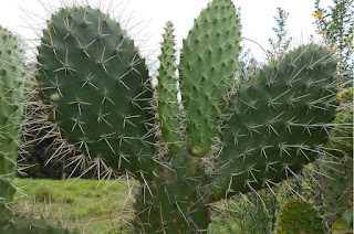Benefits of Cactus