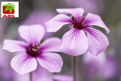 Essential oil India