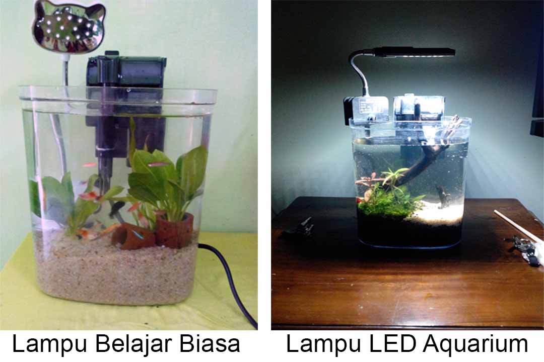 Cara Membuat Aquascape Mini Dari Topeles Bekas Nano Aquascape