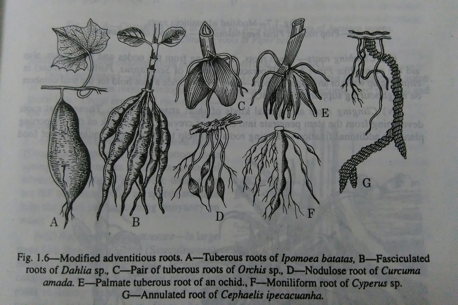 Roots modified roots and functions of rootdigieduco