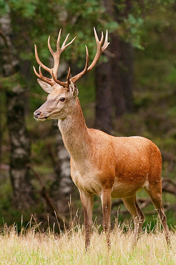 Dieren visual data 4