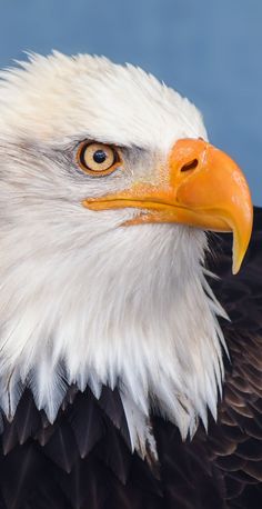 eagle images