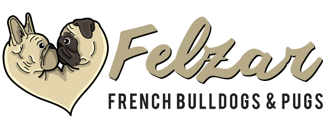 Felzar Pugs and French Bulldogs