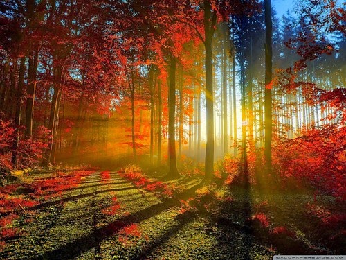 wallpaper glamour full hd wallpaper of nature