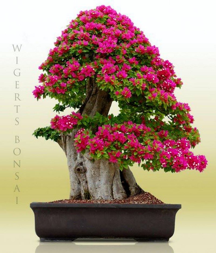 Beberapa jenis pohon yang biasa di jadikan bonsai Beberapa jenis pohon yang biasa di jadikan bonsai