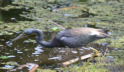 birds florida swamp heron fishing essay tricoloured sanctuary corkscrew march
