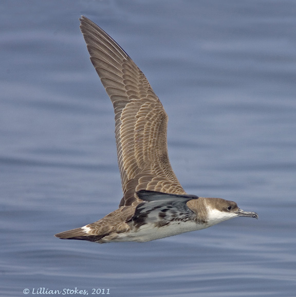 STOKES BIRDING BLOG: Photographing Birds in Flight, Tips