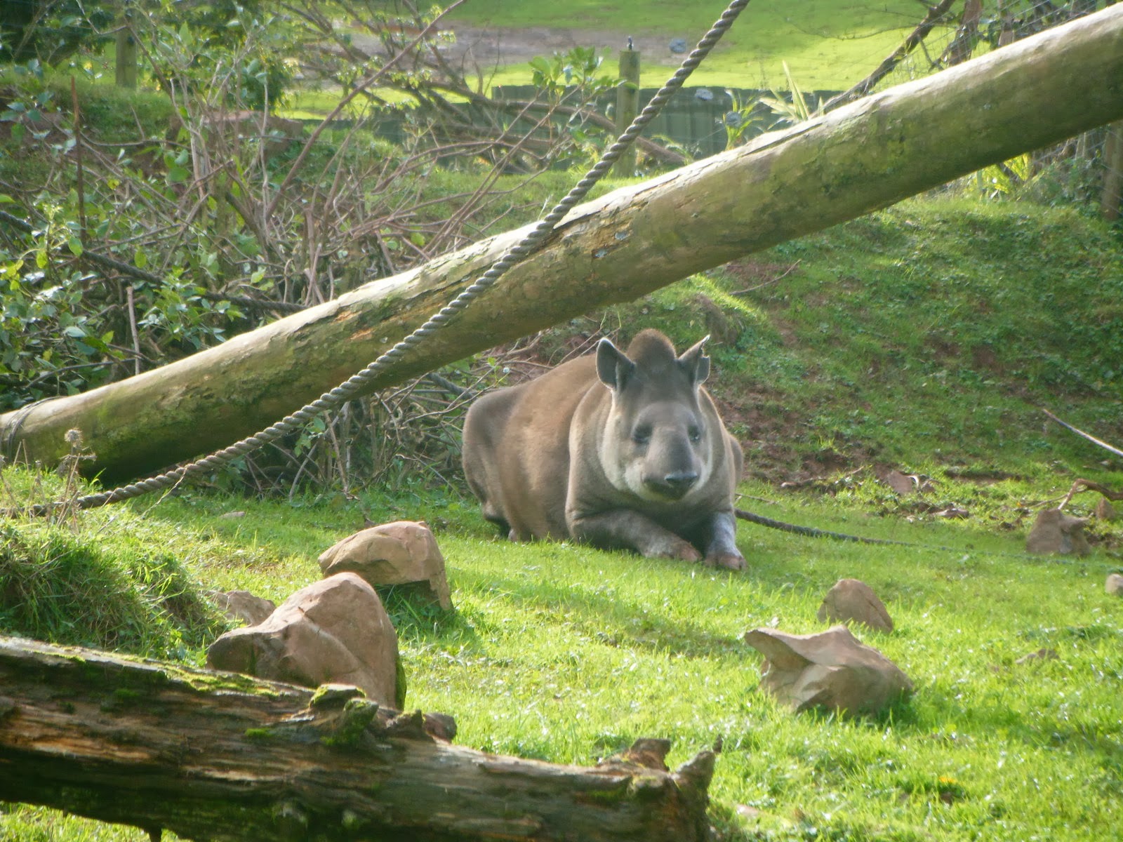 Muddy Brown's Blog: South Lakes Wild Animal Park (Zoo)