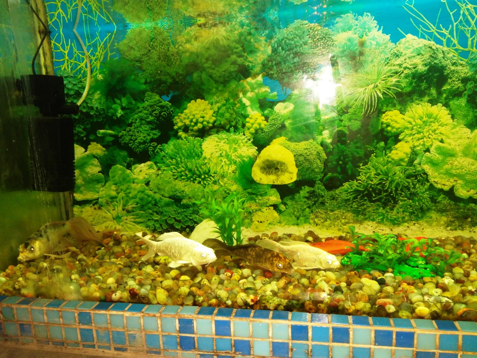 sanjay gandhi jaivik udyan patna Bihar IMAGES, GIF, ANIMATED GIF, WALLPAPER, STICKER FOR WHATSAPP & FACEBOOK