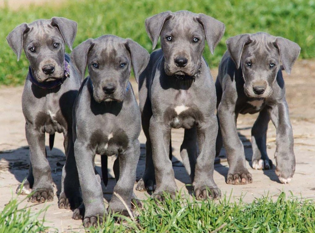 About Dog Great Dane: Is Your Great Dane Potty Trained Enough?
