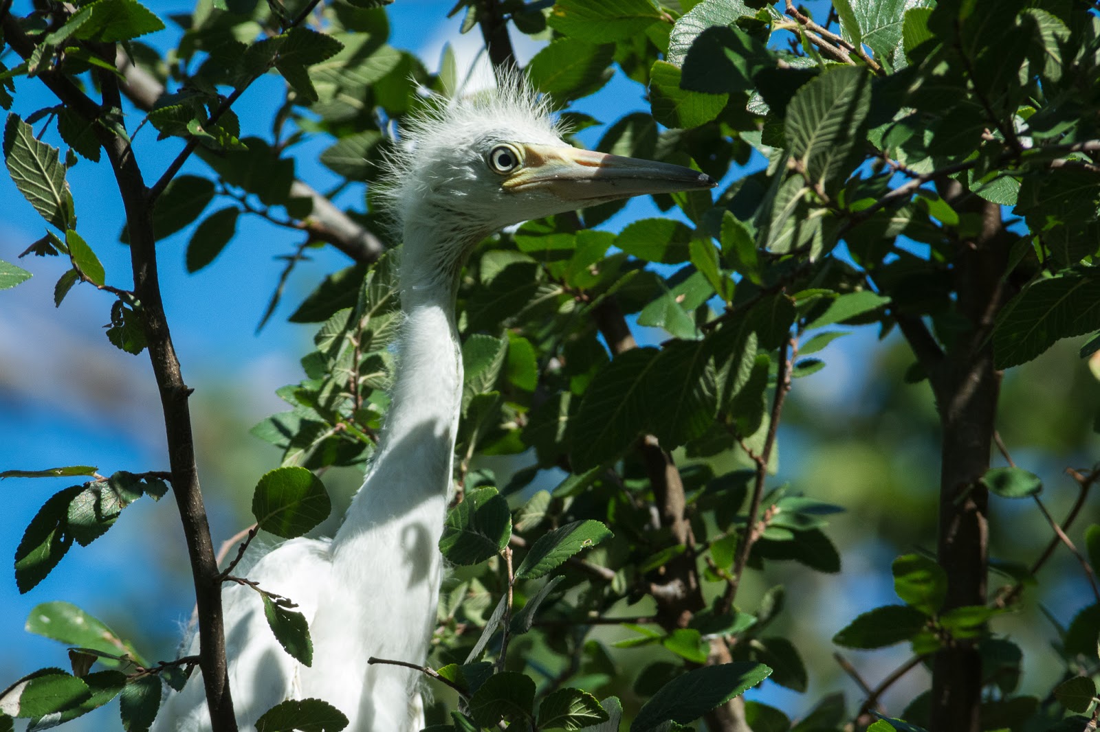 A Tree Falling: UT Southwestern Medical Center Rookery: July 2017