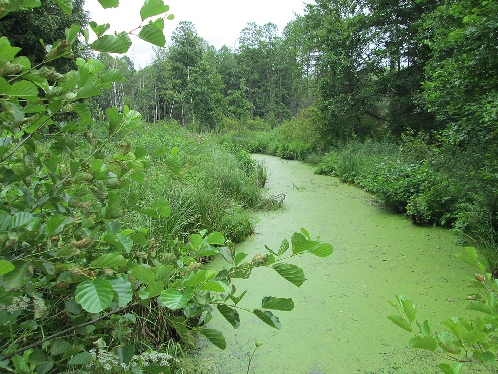 Заказник острова дулебы