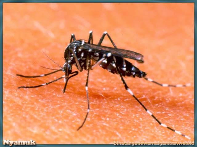 Fakta Unik Nyamuk Yang Wajib Anda Tahu