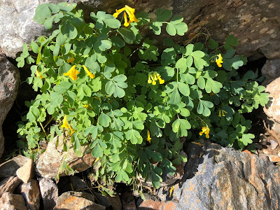 [Papaveraceae] Pseudofumaria lutea – Yellow Corydalis