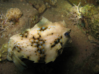 Fish Index Hovercraft Boxfish Tetrosomus gibbosus 