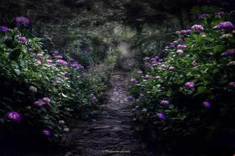 Mua mua Nhat ban dep tua tranh ve - Anh 11