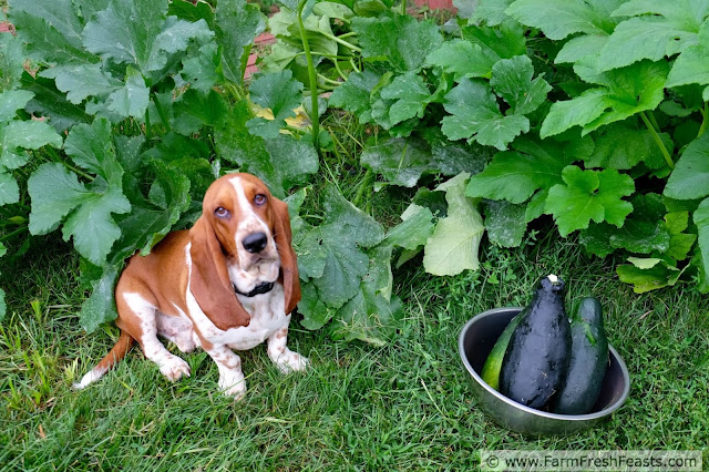 photo of a bored Basset hound dog with garden volunteer zucchini plants + squash