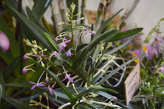 , Mostre primaverili: Horti di Veio e Monteporzio catone 2017, diarid'orchidee