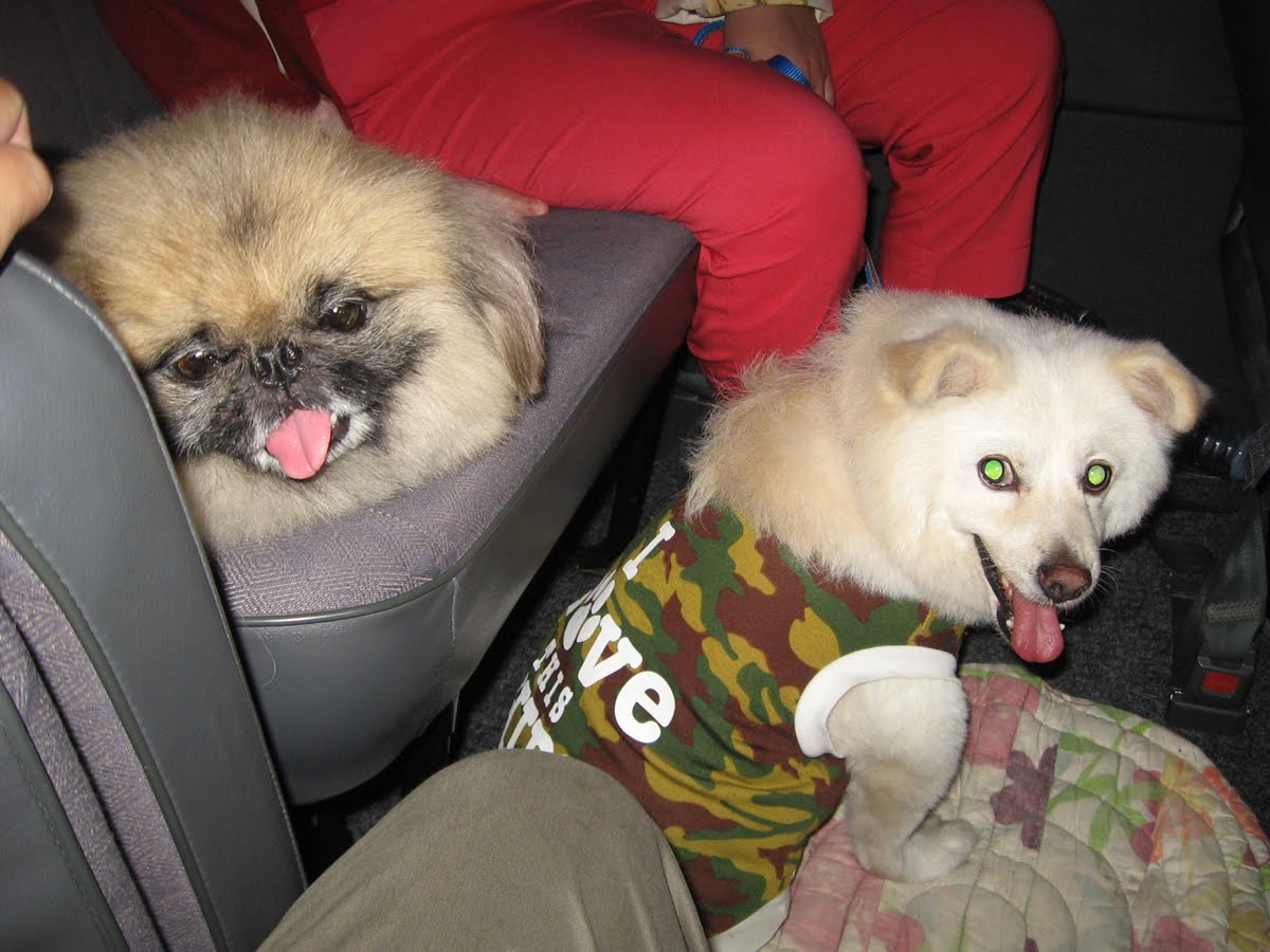 PETIZONE DOG TRIP TO BAGUIO