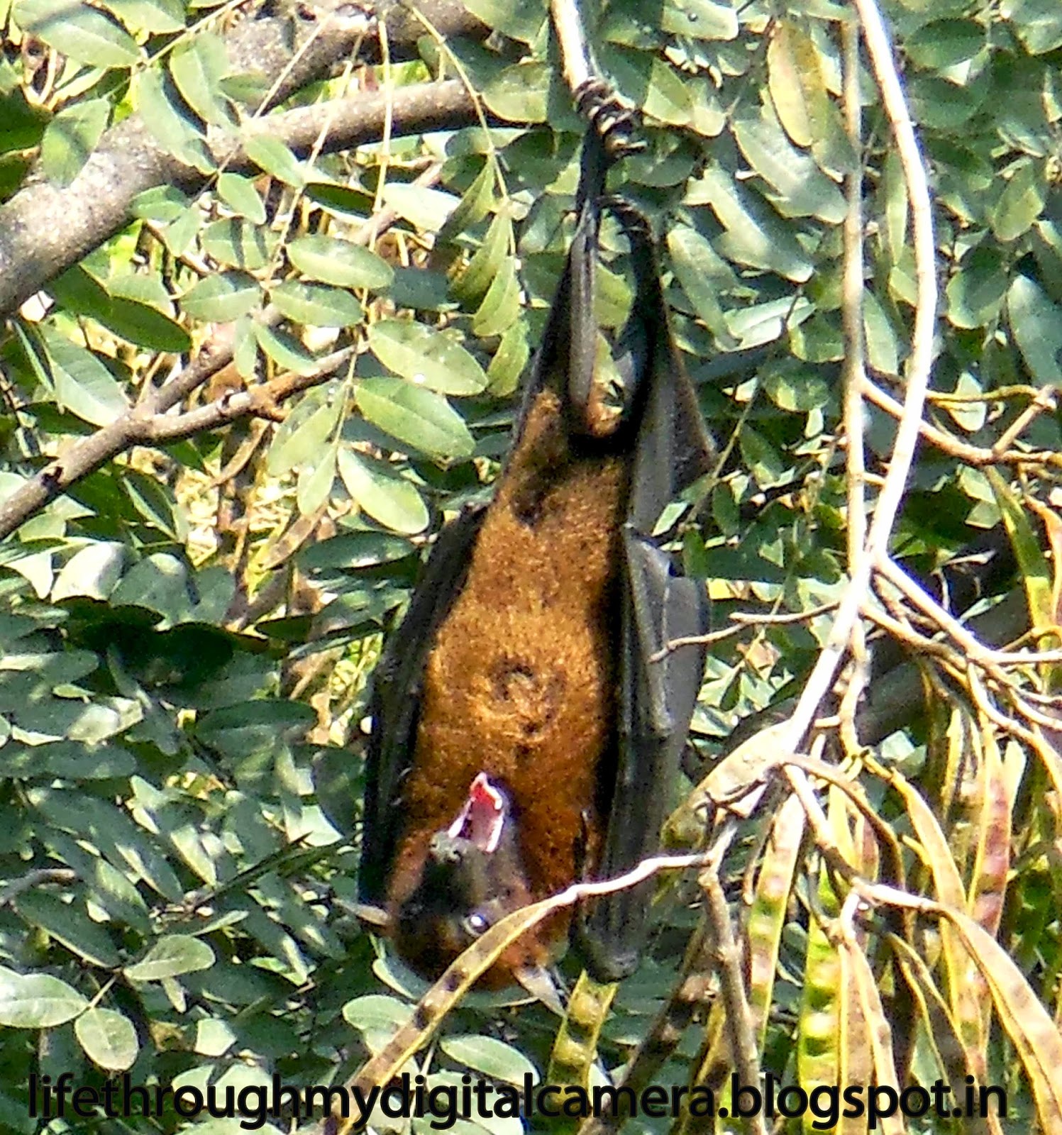 Life Through My Digital Camera Giant Fruit Bats Through My Camera