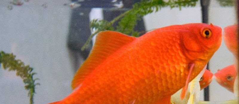 Jenis-Jenis Ikan Mas Hias dan Konsumsi Terlengkap Beserta Gambarnya